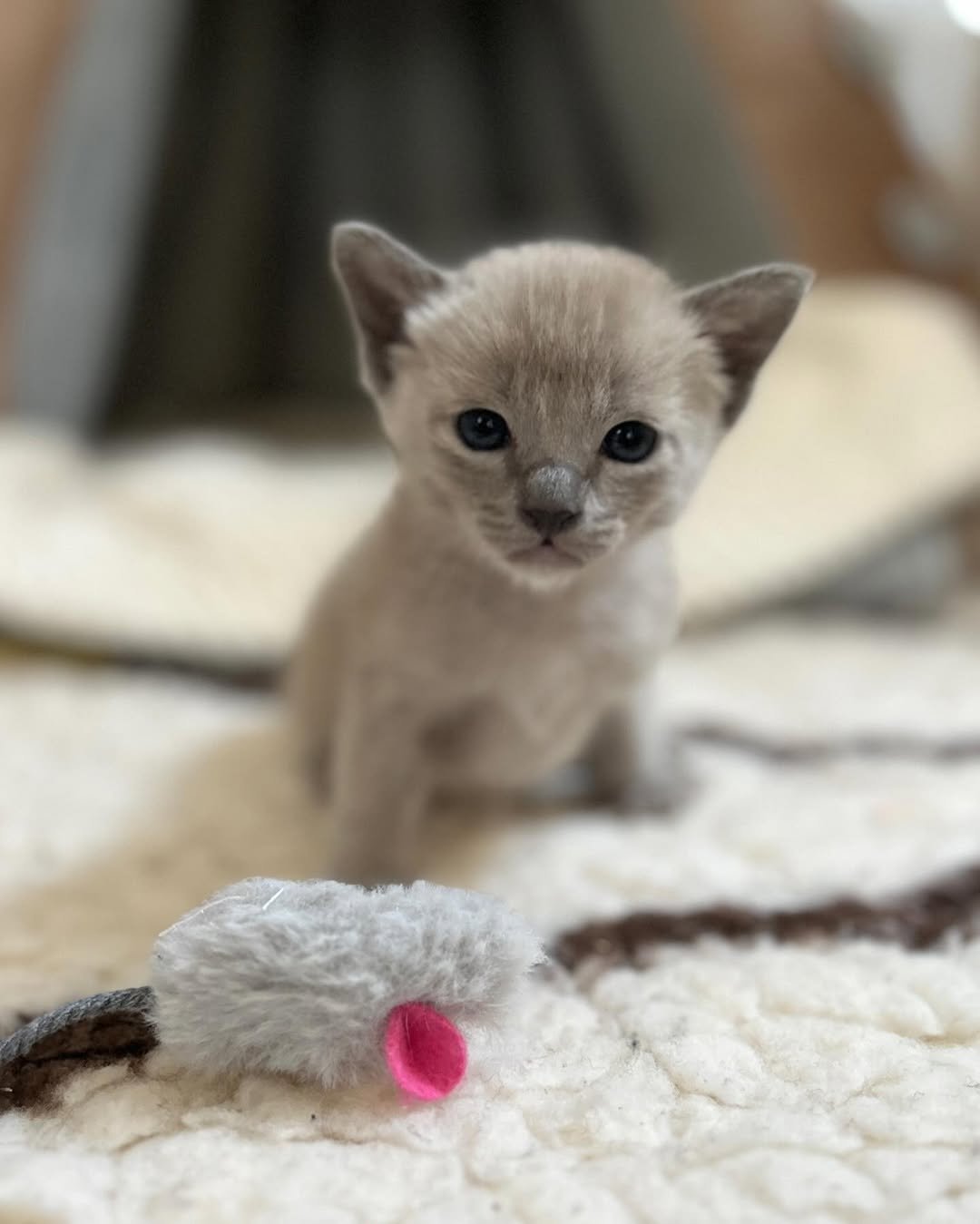 Sophie - Tonkinese Kitten